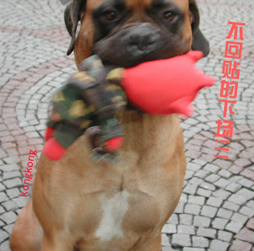 200504080658495146.gif