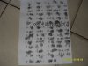 100公民指纹1.JPG