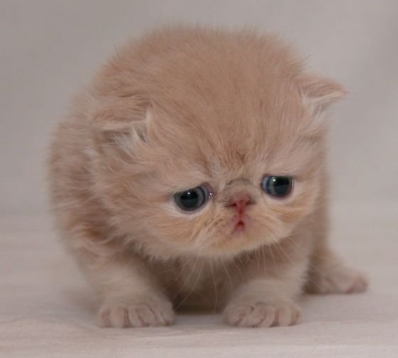 猫7.jpg