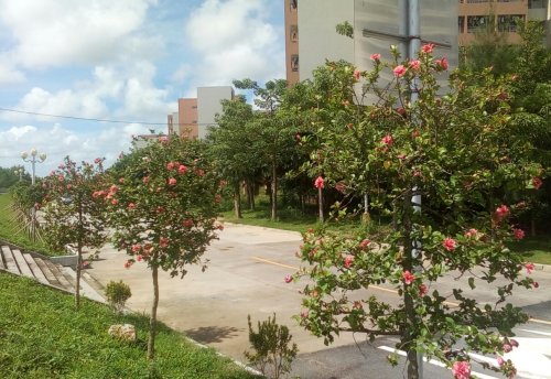 IMG_20170926_113753.jpg
