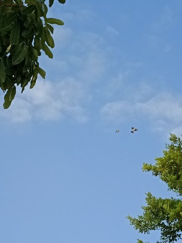 IMG20180927080824.jpg