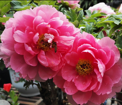 IMG_20190301_123302.png