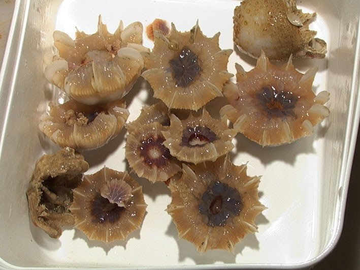 cupcoralsMN_000.jpg